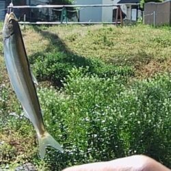 琵琶湖志賀浜小鮎釣り